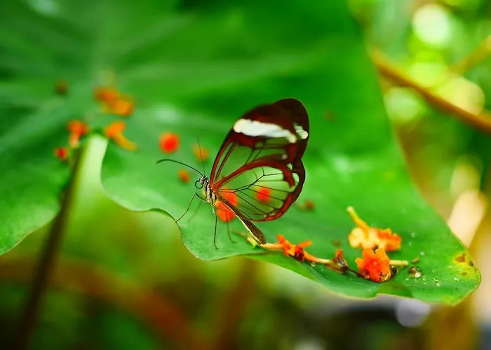 Biscaraibes Ferienhaus Biscarrosse